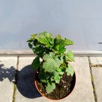 Malina - Malinový medveď (Rubus idaeus x 'Hararasp') ´RASPBEARY´® - výška 20-30 cm, kont. C2L (-24°C) - KRÍKOVÁ